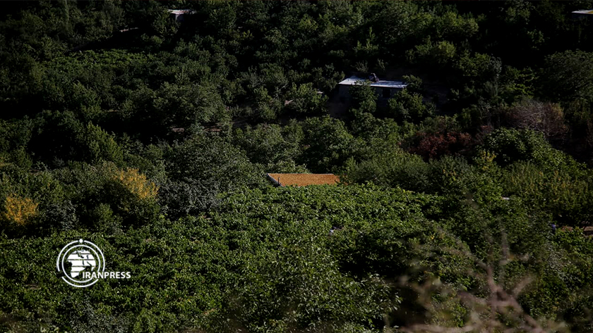 Iranpress: Village touristique de Dulab; Cérémonie traditionnelle de production de raisins secs 