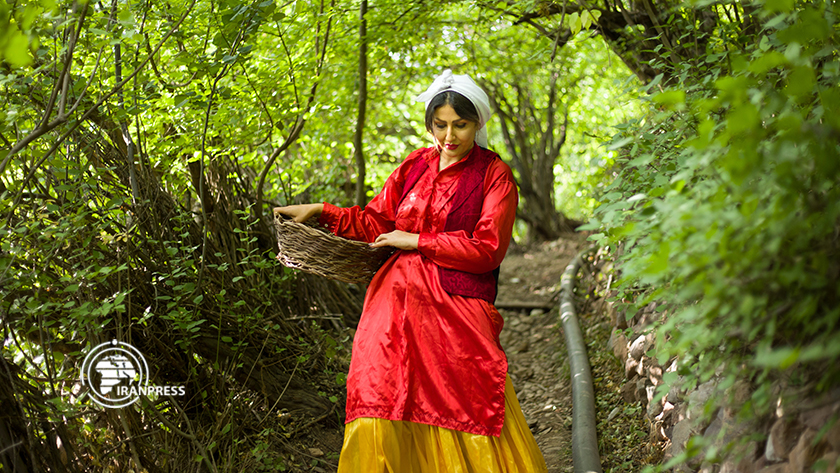 Iranpress: village touristique de Feshk ; récolte de noisettes à l