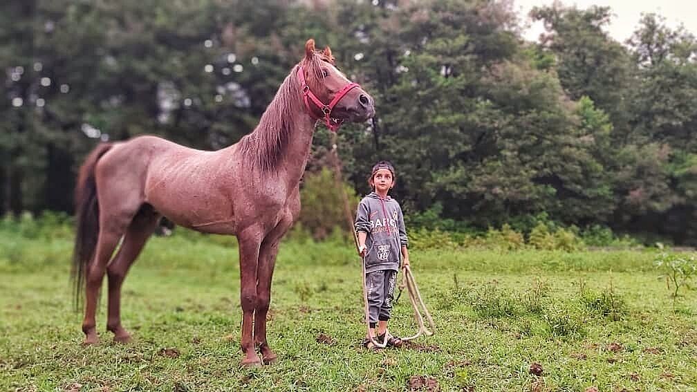 Iranpress: Le cheval caspien vers la reconnaissance internationale