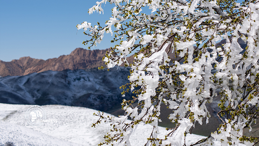 Iranpress: La belle neige printanière dans la forêt d