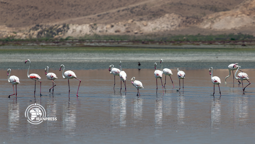 Iranpress: La beauté des flamants roses du lac d