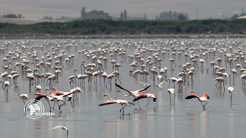 Iranpress: La beauté des flamants roses du lac d