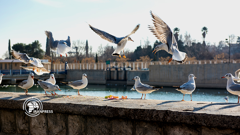 Iranpress: Bel effet de la ville touristique de Shiraz avec la migration des oiseaux migrateurs